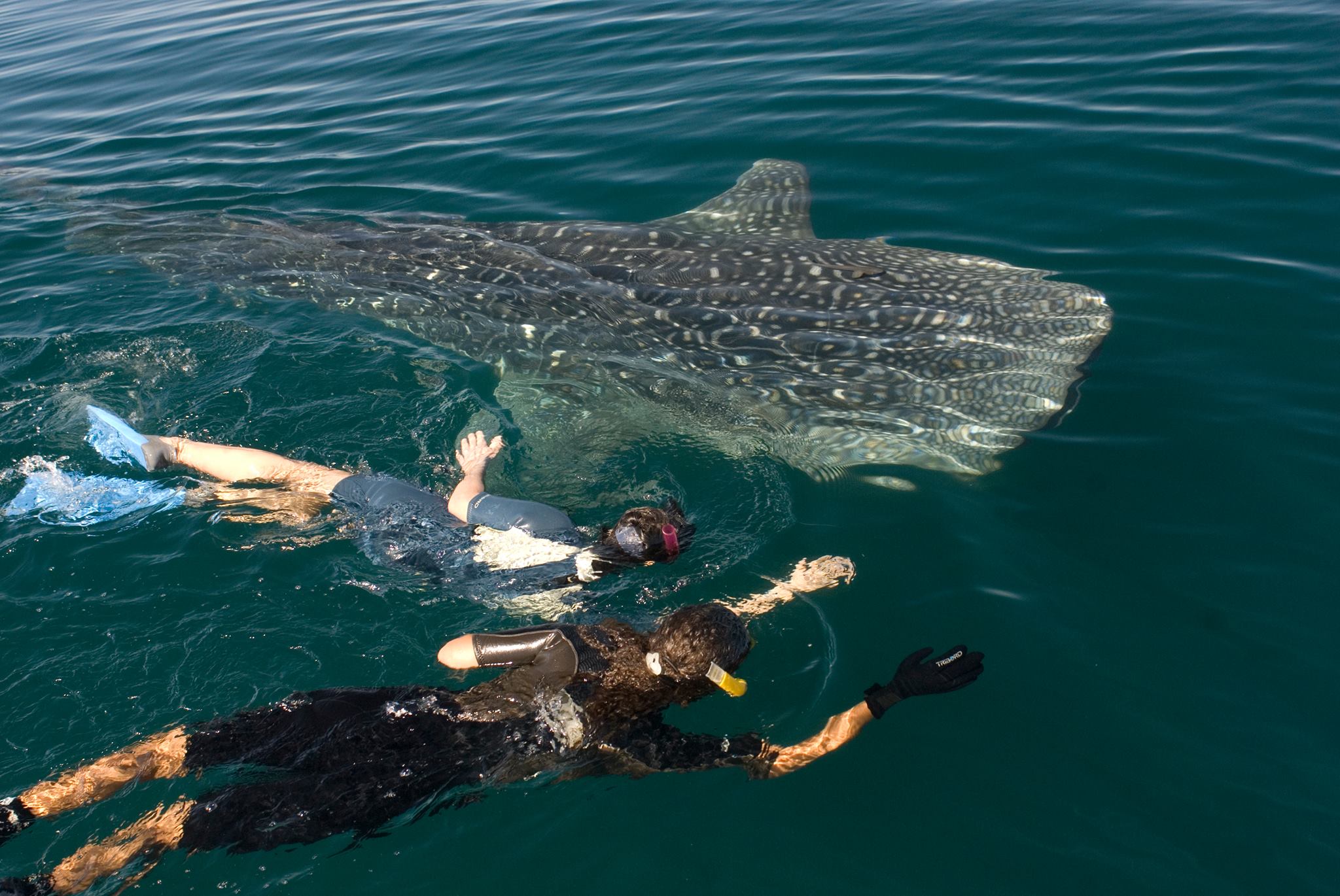 Whale of an Adventure in La Paz, Baja California Sur