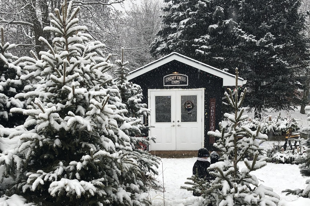 Ontario’s Best Christmas Tree Farms