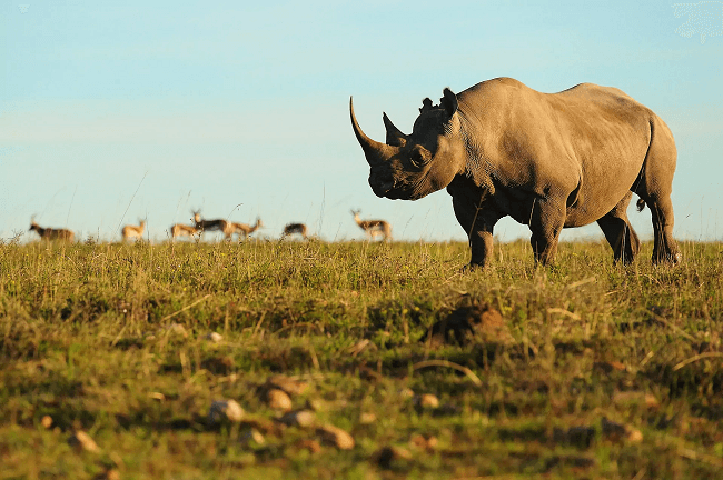 Why the Sustainable Safari Is the Way Forward